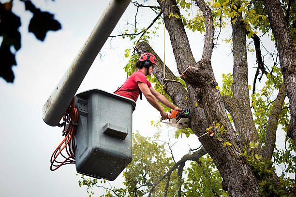 Tree Removal for Businesses in Paramount, CA